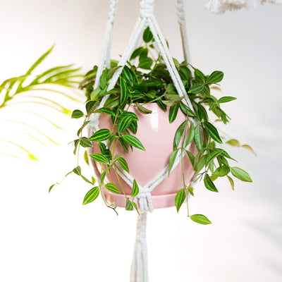 052503 Ceramic Plant Pot Planter - 5.6 Inches Pink Planter for Indoor Plants Flower Succulent with Drainage Hole & Saucer