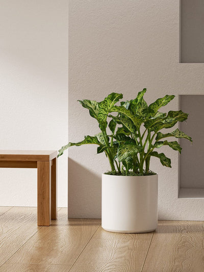 12" Ceramic Plant Pot, Large Indoor Outdoor Planter for Plants, Mid-Century Modern White Flower Pot with Drainage Hole and Plug (Plant Not Included)