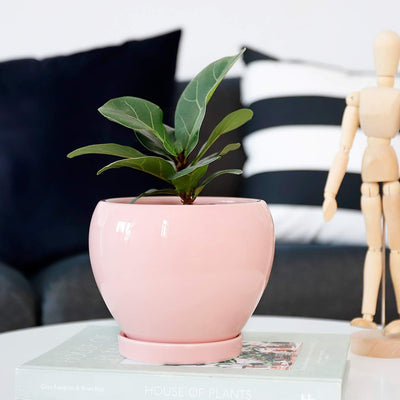 052503 Ceramic Plant Pot Planter - 5.6 Inches Pink Planter for Indoor Plants Flower Succulent with Drainage Hole & Saucer